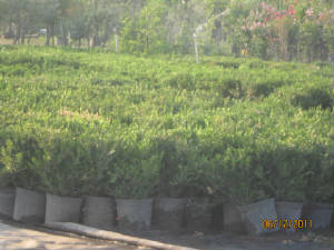 Trees/trees6.JPG
